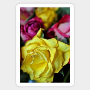 Yellow Pink And Red Rose's Summer Flowers Sticker